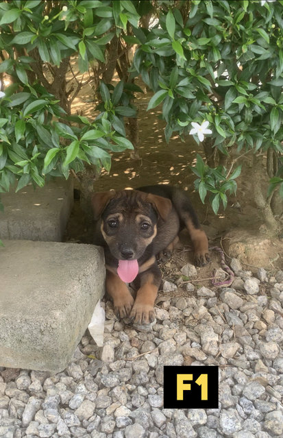 Cham Peng - Mixed Breed Dog