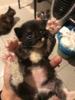 Dot - Domestic Short Hair Cat