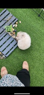 Fluffy And Abu - American Fuzzy Lop + Holland Lop Rabbit