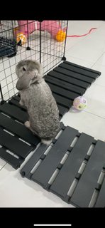 Fluffy And Abu - American Fuzzy Lop + Holland Lop Rabbit