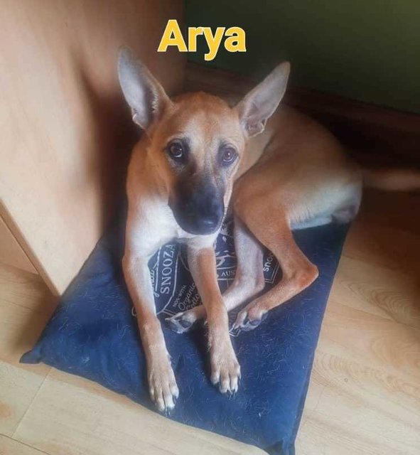 Arya - Mixed Breed Dog