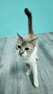 Latte - Domestic Short Hair Cat