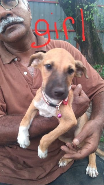 Sunshinegirl Mongrel Pup - Mixed Breed Dog