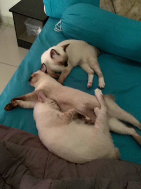 3 Brothers - Siamese Cat