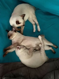 3 Brothers - Siamese Cat