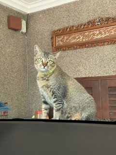 Ramona - Domestic Short Hair + Tabby Cat