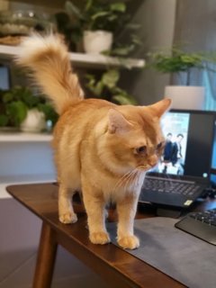 Oyen - Persian + Domestic Medium Hair Cat