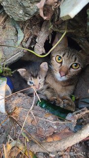 Mimi &amp; 2b - Domestic Short Hair Cat