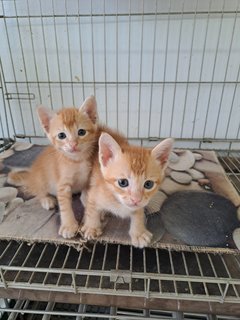 Tom &amp; Jerry - Domestic Short Hair Cat