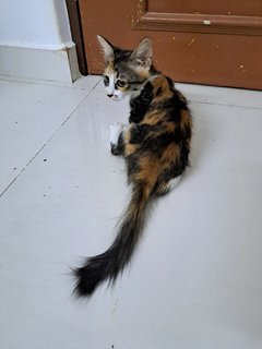 Alice - Domestic Medium Hair Cat