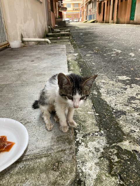 Louise - Domestic Short Hair Cat