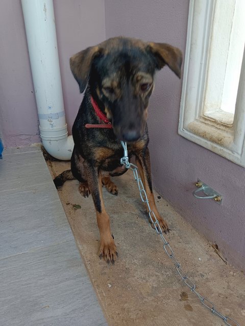 Pretty - German Shepherd Dog Mix Dog