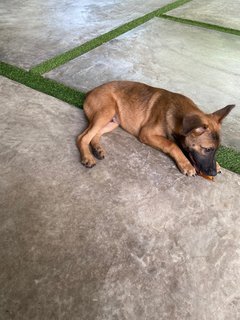 Gsd/malinois Mixed - Mixed Breed Dog