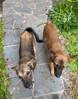 Gsd/malinois Mixed - Mixed Breed Dog