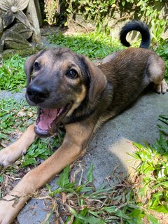 Gsd/malinois Mixed - Mixed Breed Dog