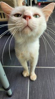 Wiley - Domestic Short Hair Cat