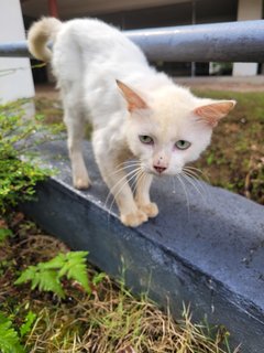 Wiley - Domestic Short Hair Cat