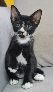 Panda - Siamese + Snowshoe Cat