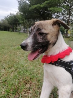 Rescue Dog For Adoption  - Mixed Breed Dog