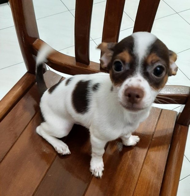 Dobby - Chihuahua Dog