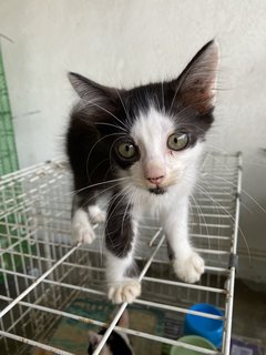 Happy - Domestic Short Hair Cat