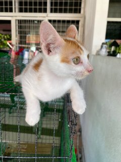 Happy - Domestic Short Hair Cat