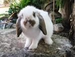 Hl2 - Holland Lop Rabbit