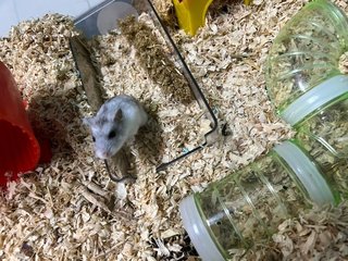 Mugen - Common Hamster Hamster