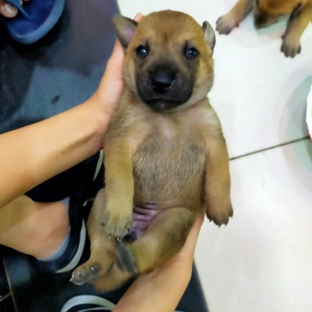 Puppy - Mixed Breed Dog