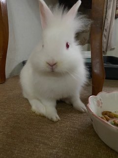 Rabbits - Netherland Dwarf Rabbit