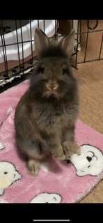 Rabbits - Netherland Dwarf Rabbit