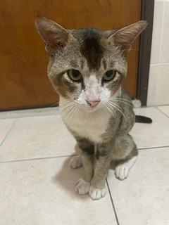 Albert  - Tabby + Tuxedo Cat