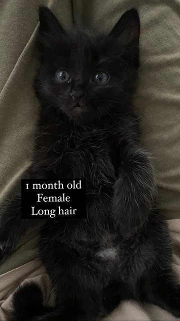 Mommy And Baby - Domestic Short Hair + Domestic Long Hair Cat