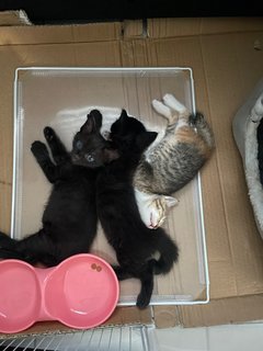 Mommy And Baby - Domestic Short Hair + Domestic Long Hair Cat