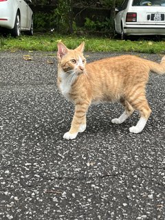 Handsome Boy - Domestic Short Hair Cat