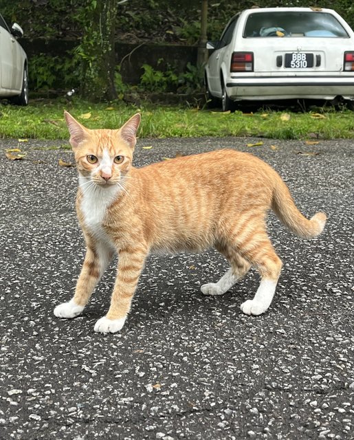 Handsome Boy - Domestic Short Hair Cat