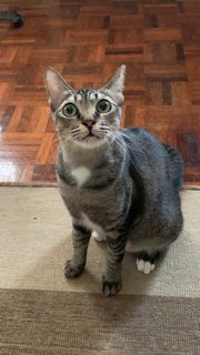 Misty - Domestic Short Hair Cat