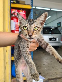 Stray Kitten Dengkil - Domestic Short Hair Cat