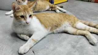 Cappuccino (Cappo)  - Domestic Medium Hair Cat