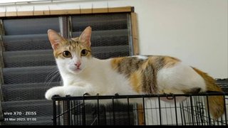 Manja - Domestic Short Hair Cat