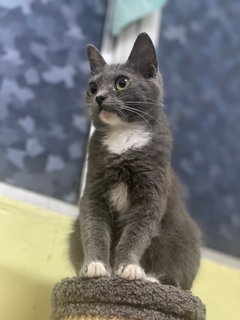 Neko - British Shorthair Cat