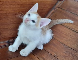 Goldie - Maine Coon + Domestic Medium Hair Cat