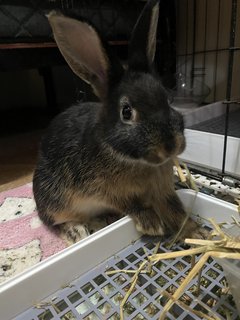 Bunny - Netherland Dwarf Rabbit