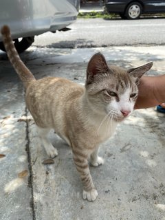 Milo - Domestic Short Hair + Tabby Cat