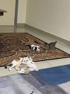 Belang And Kids - Domestic Medium Hair Cat