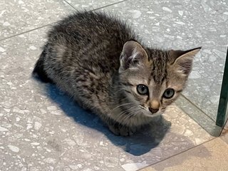 Ziggy + Meeko - Domestic Short Hair Cat