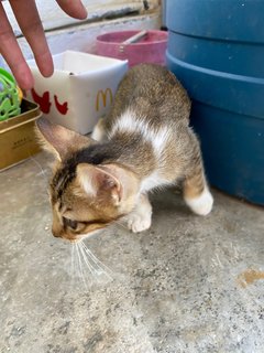 Betty - Domestic Short Hair Cat