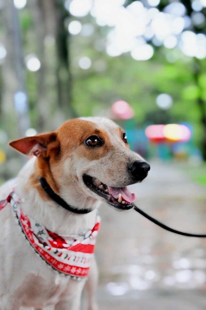 Princess - Australian Kelpie Mix Dog