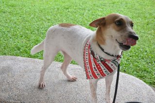 Princess - Australian Kelpie Mix Dog