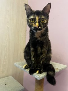 Blackball - Tortoiseshell Cat